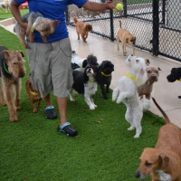 Fake Grass Carpet Sedona, Arizona Pet Turf, Commercial Landscape