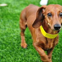 Faux Grass Woodruff, Arizona Pet Paradise, Dogs Runs