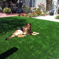 Grass Installation Mayer, Arizona Lawn And Landscape, Dog Kennels