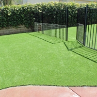 Grass Turf Carefree, Arizona Dog Running, Front Yard Ideas