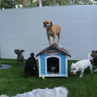 Grass Turf Drexel Heights, Arizona Pet Grass, Dogs