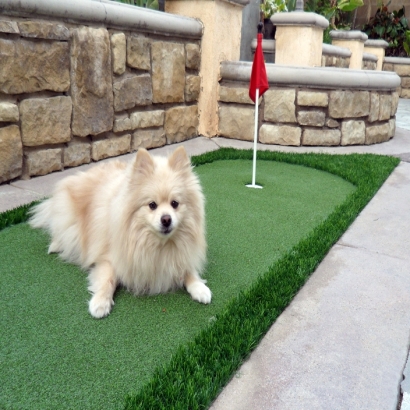 Artificial Grass Kohls Ranch, Arizona Dog Parks, Backyard Landscaping Ideas