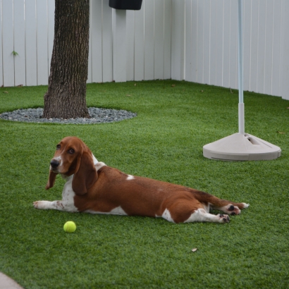 Artificial Turf Cost Tucson Estates, Arizona Fake Grass For Dogs, Dogs