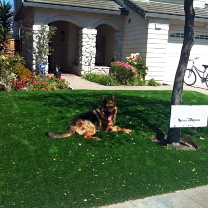 Artificial Turf Installation Arivaca, Arizona Indoor Dog Park, Dog Kennels