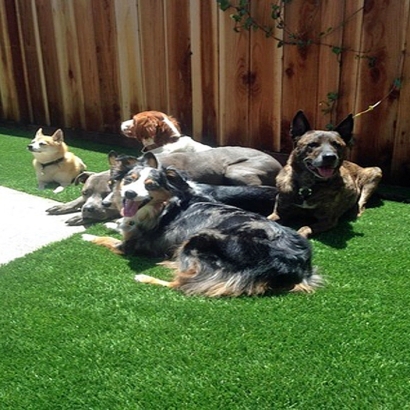 Grass Carpet Dewey-Humboldt, Arizona Indoor Dog Park, Dogs Park