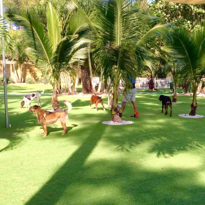 Synthetic Turf Supplier South Tucson, Arizona Artificial Turf For Dogs, Dog Kennels