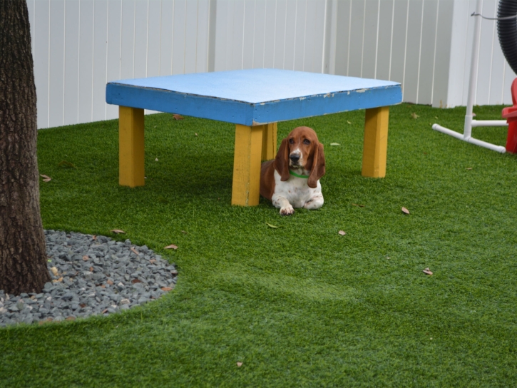 Artificial Grass Installation Flowing Wells, Arizona Dog Grass, Grass for Dogs