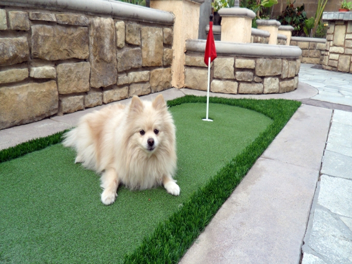 Artificial Grass Kohls Ranch, Arizona Dog Parks, Backyard Landscaping Ideas