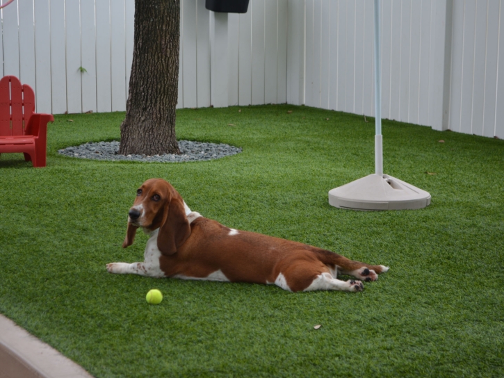 Artificial Turf Cost Tucson Estates, Arizona Fake Grass For Dogs, Dogs