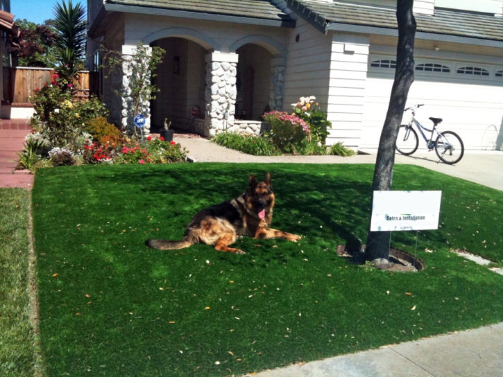 Artificial Turf Installation Arivaca, Arizona Indoor Dog Park, Dog Kennels