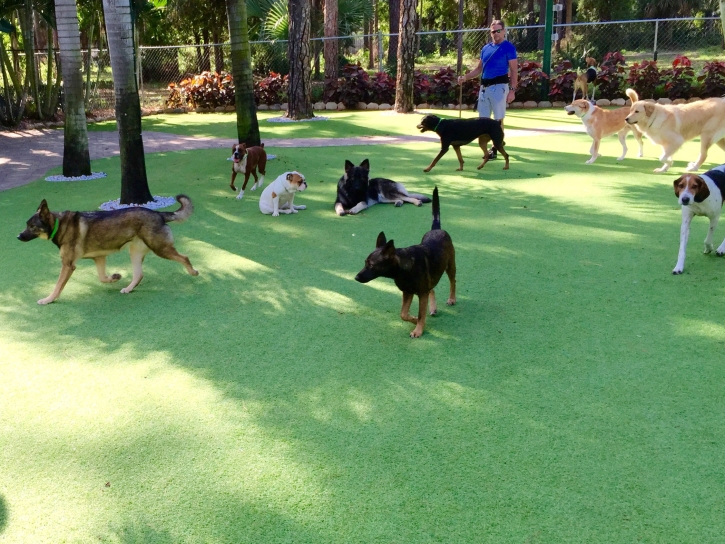 Artificial Turf Installation Sahuarita, Arizona Dog Parks, Dogs