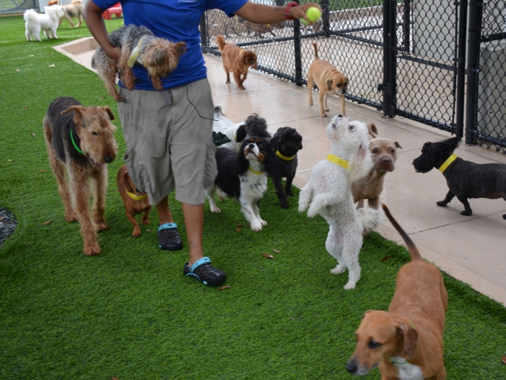 Fake Grass Carpet Sedona, Arizona Pet Turf, Commercial Landscape