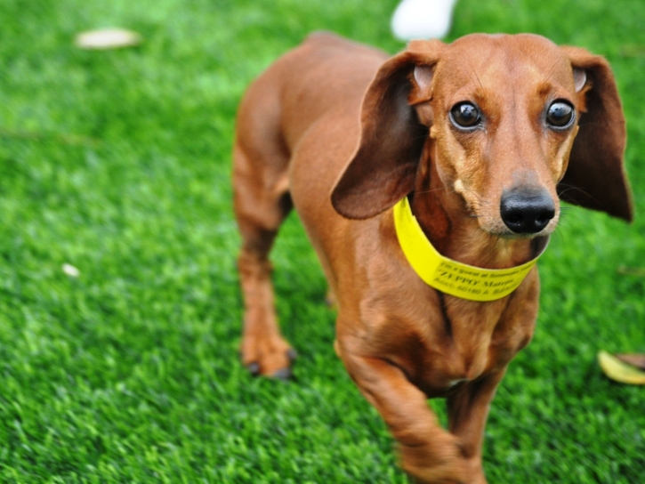 Faux Grass Woodruff, Arizona Pet Paradise, Dogs Runs