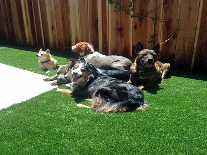 Grass Carpet Dewey-Humboldt, Arizona Indoor Dog Park, Dogs Park