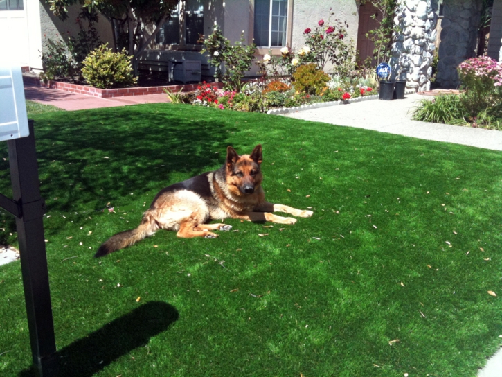 Grass Installation Mayer, Arizona Lawn And Landscape, Dog Kennels