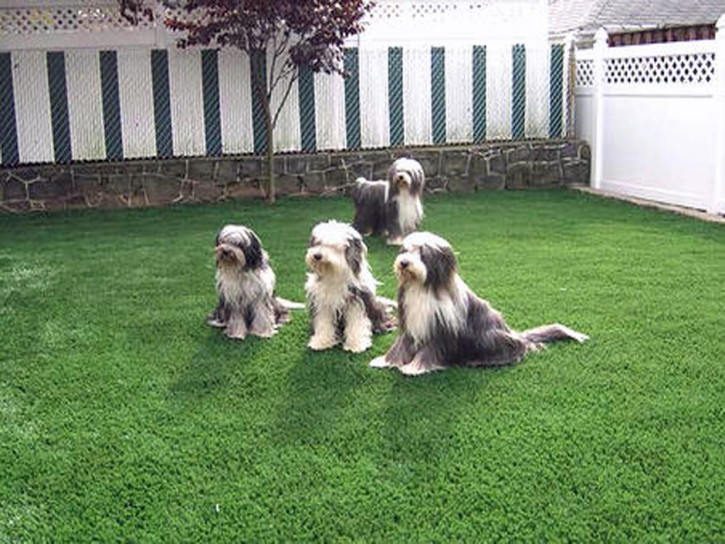 Grass Installation Oxbow Estates, Arizona Cat Playground, Beautiful Backyards