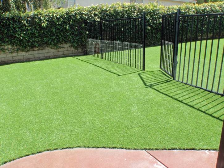 Grass Turf Carefree, Arizona Dog Running, Front Yard Ideas