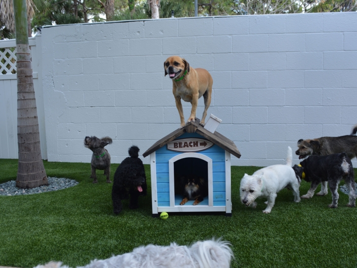 Grass Turf Drexel Heights, Arizona Pet Grass, Dogs