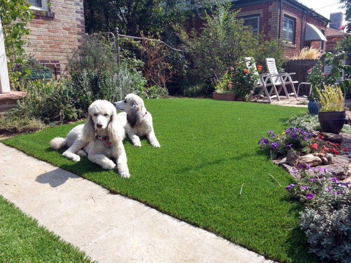 Synthetic Turf Strawberry, Arizona Dog Running, Dogs Runs