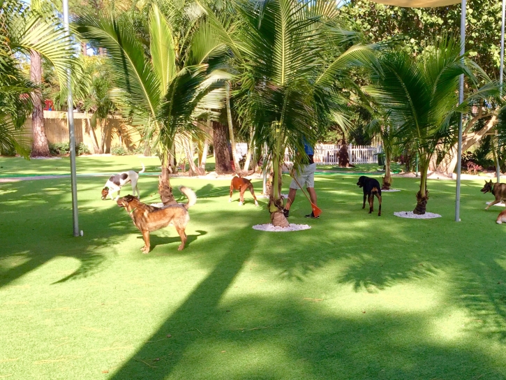 Synthetic Turf Supplier South Tucson, Arizona Artificial Turf For Dogs, Dog Kennels